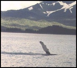 Gray whales in Prince William Sound