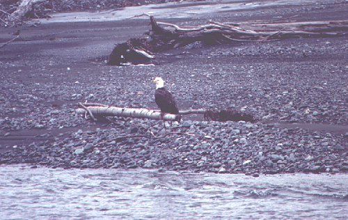 eagle2.jpg (large)
