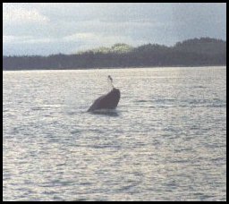 Gray whales in Prince William Sound