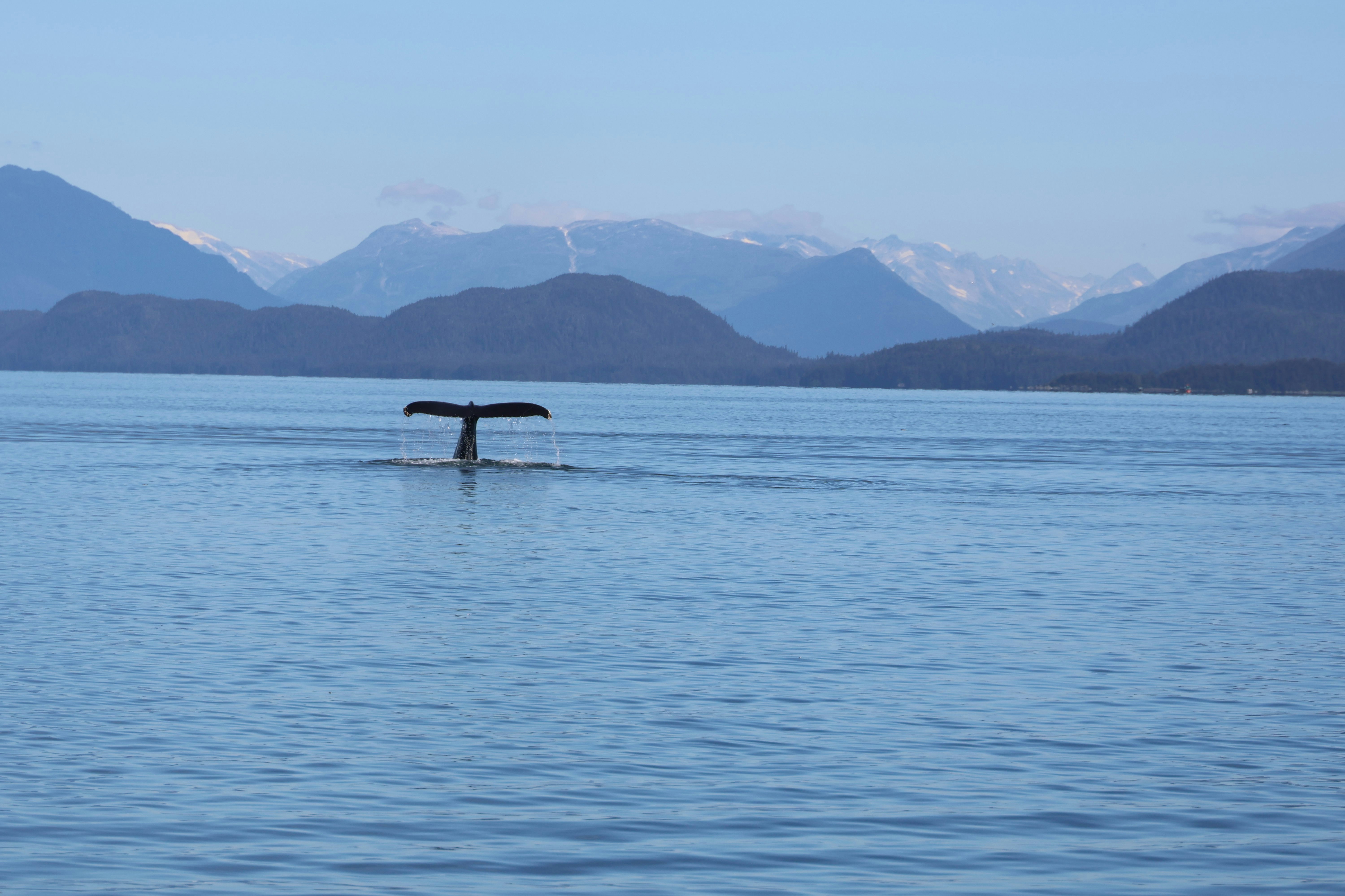 a whale is breaching over a body
    of water with mountains in the background