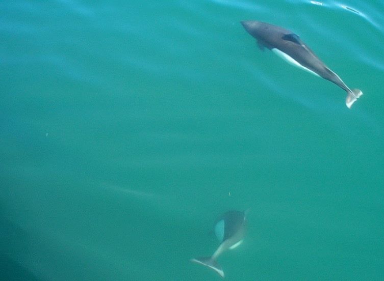 Dall porpoise