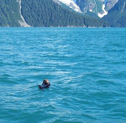 Seward sea otter