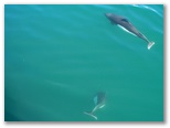 Dall porpoise sm