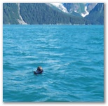 Seward sea otter sm